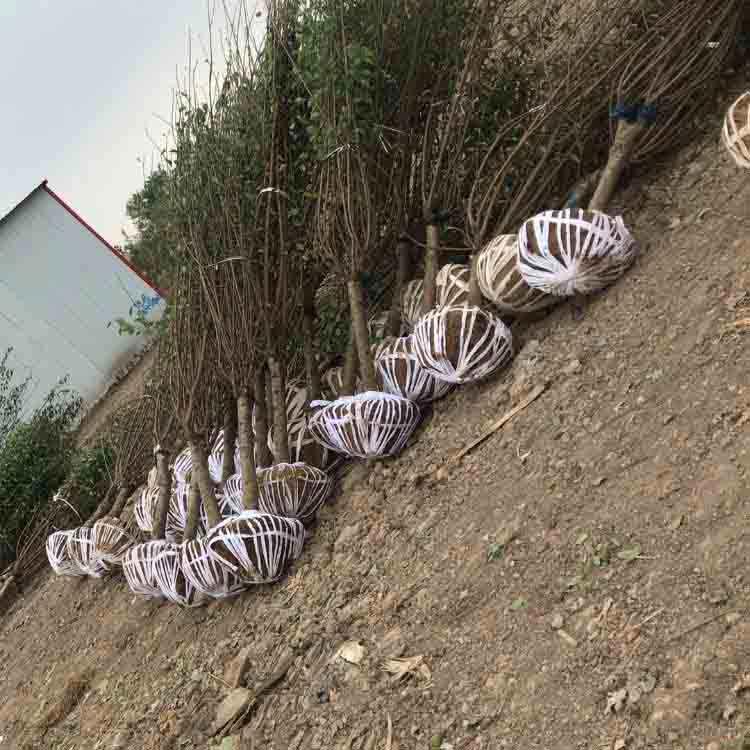  宫粉梅