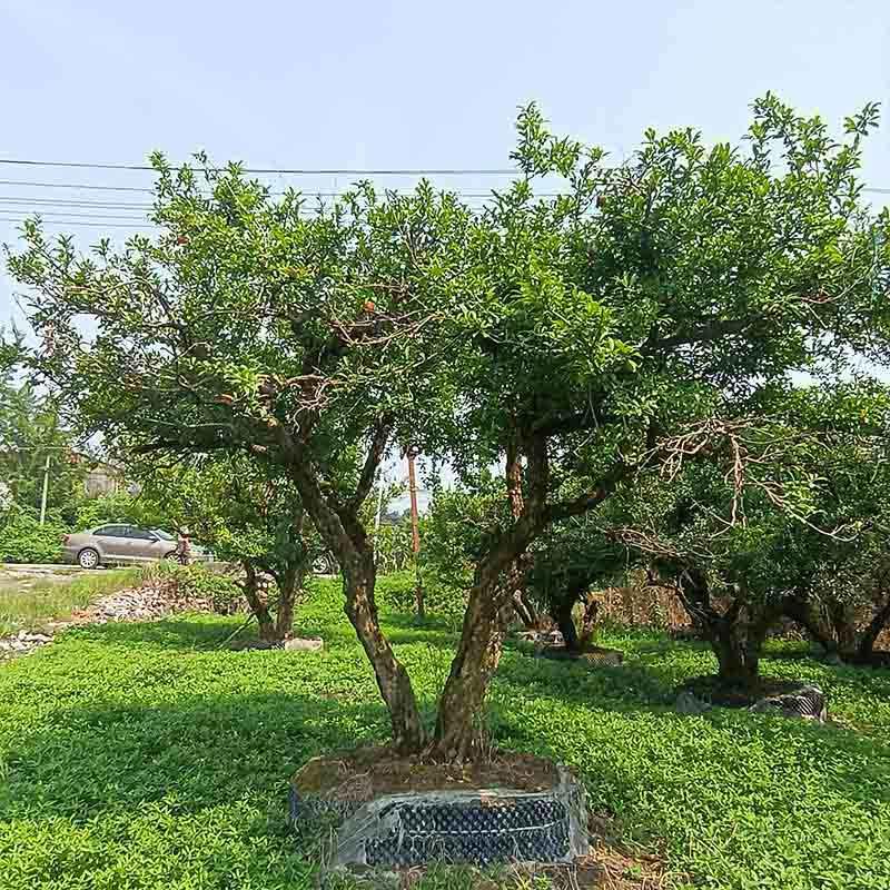  果石榴