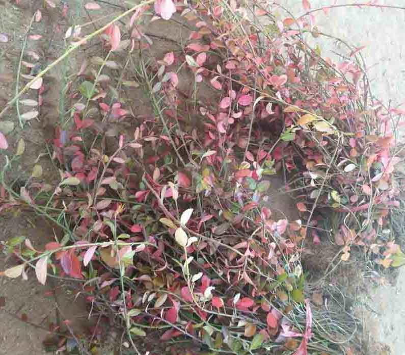  扶芳藤