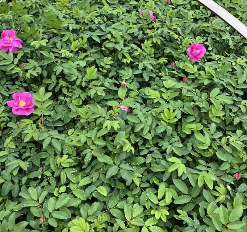  玫瑰