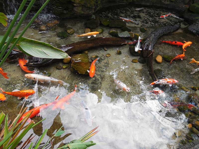 水培植物里养鱼