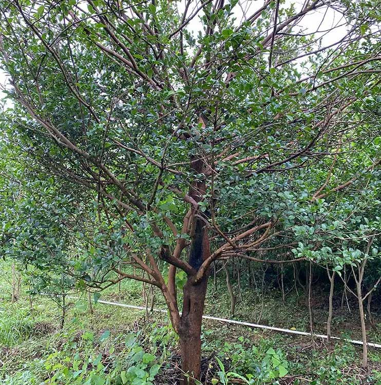 油茶树